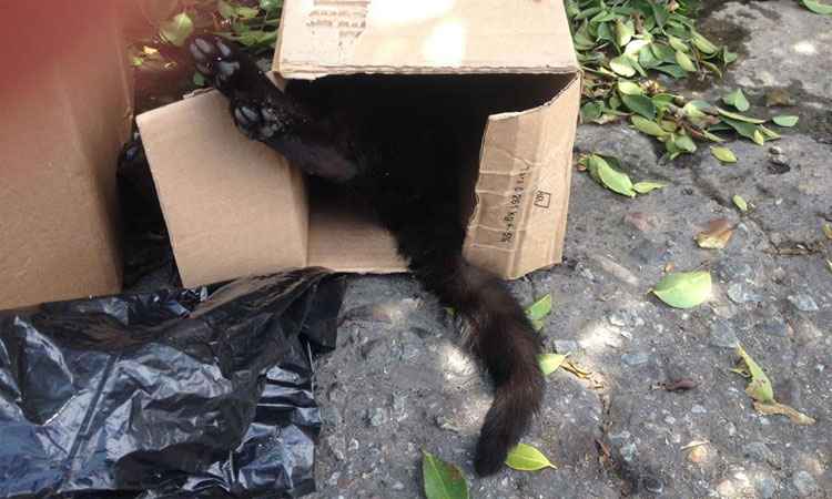 Moradores do Santa Tereza se unem para tentar identificar exterminador de gatos - Reprodução internet/Facebook