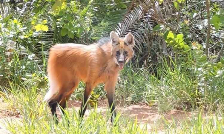 Lobo-guará sobrevive a atropelamento e está de volta a reserva ambiental em Uberlândia - PMMG/Divulgação