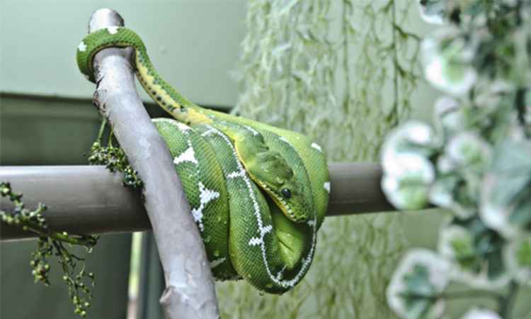 Répteis de grande porte do zoológico de BH ganham casa nova - Divulgação/PBH