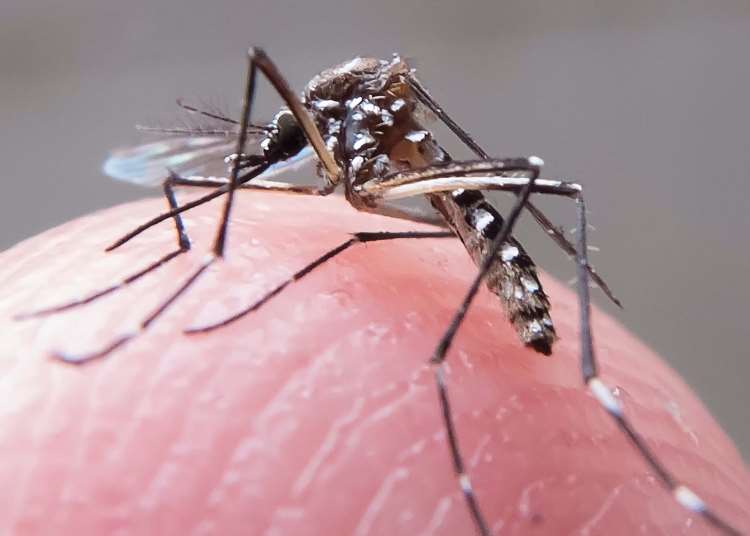 Região de BH está com alto índice de infestação do mosquito Aedes aegypti - Rafael Neddermeyer/ Fotos Públicas