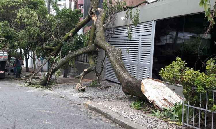 Árvore cai durante chuva e interdita garagem de prédio no Bairro Serra -  Sidney Lopes/EM/DA Press