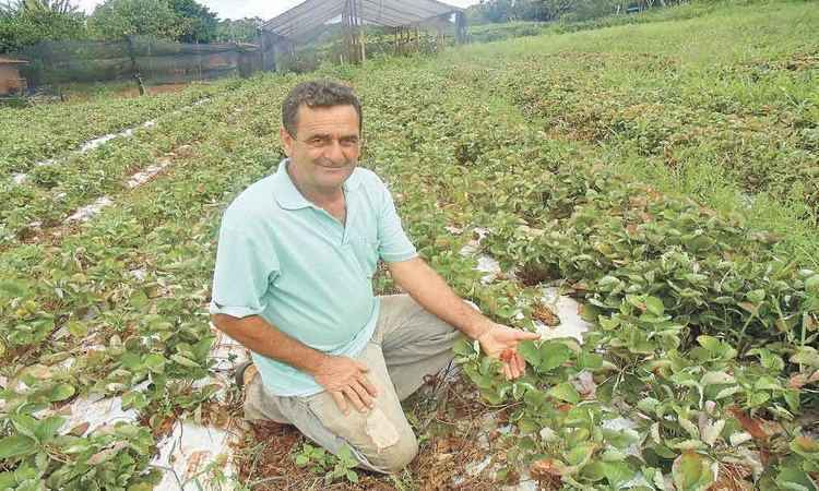 Plantio de morangos em clima quente e sem defensivos surpreende em Montes Claros - Luiz Ribeiro/EM/D.A Press