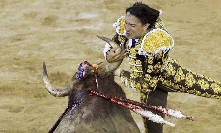 Touros reagem em tourada na Colômbia e três toureiros são atingidos - LUIS ROBAYO / AFP