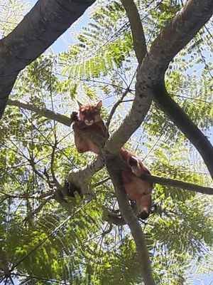 Onça parda é capturada em fazenda em Barbacena - Corpo de Bombeiros de Barbacena/Divulgação