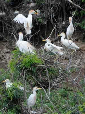 Garças transformam em berçário fazenda na Região Central de Minas - Beto Novaes/EM/DA Press