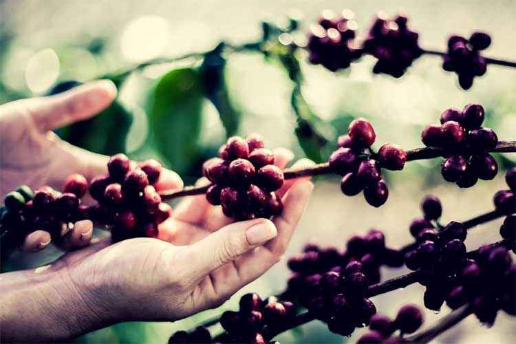 AEB prevê que 2017 será de crescimento expressivo para as exportações do agronegócio  - Café Orfeu/Divulgação - 31/10/16