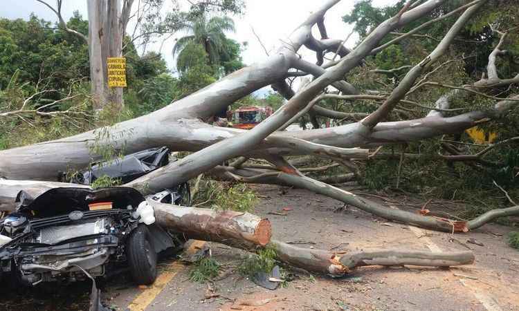 Árvore cai em cima de carro e deixa um morto na BR-356, em Amarantina - Reprodução/Polícia Militar Rodoviária 
