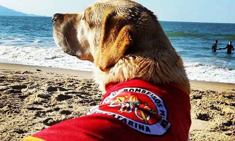 Primeiro cão salva-vidas do Brasil começa a atuar em Santa Catarina - BMSC/Reprodução da Internet