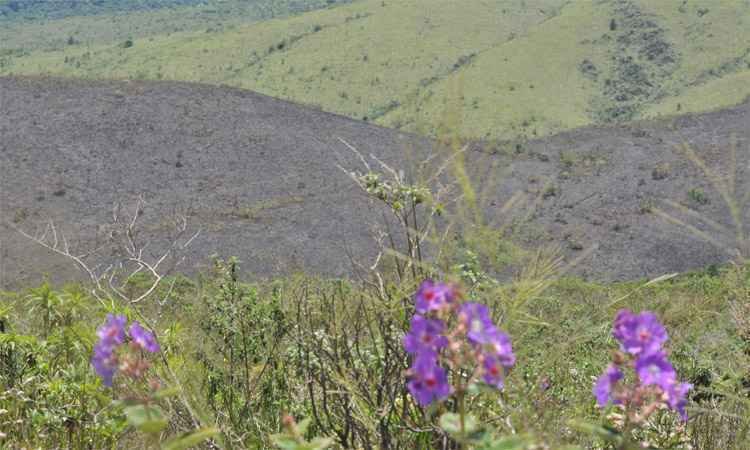Em combate a incêndio no Rola Moça, equipes descobrem roubo de orquídeas - Jair Amaral/EM/DA Press