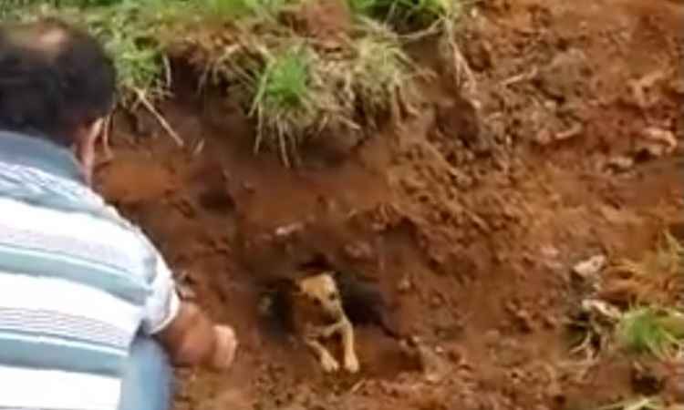 Bombeiros resgatam cinco cachorros presos em manilha de Juiz de Fora - Corpo de Bombeiros/Divulgação