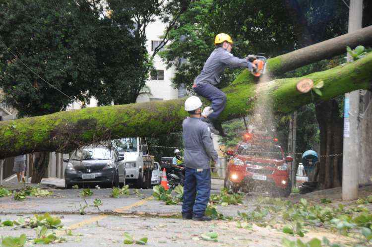 Árvore cai, atinge prédio e danifica ao menos dois apartamentos em BH - Beto Novaes/EM/D.APress