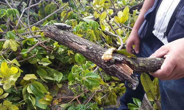 Prefeitura corta árvore infestada por besouro metálico no Santa Efigênia - Edésio Ferreira/EM/D.A PRESS