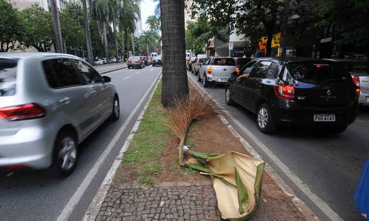Árvores de BH apresentam riscos que vão além do besouro metálico - Beto Novaes/EM/D.A PRESS