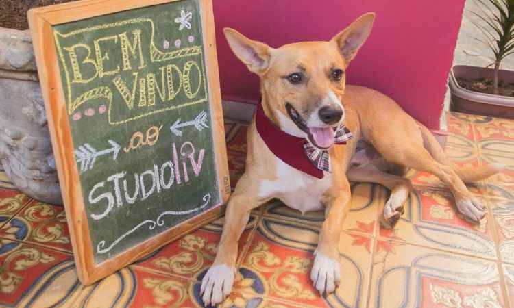 Estúdio de Pilates em BH abre espaço pet para receber cachorros de alunos - Januária Vargas / Divulgação / Studioliv