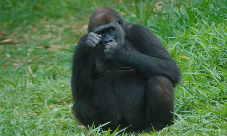 Gorila Lou Lou, do Zoológico de Belo Horizonte, tem aborto espontâneo  - Daniel Alves/Divulgação