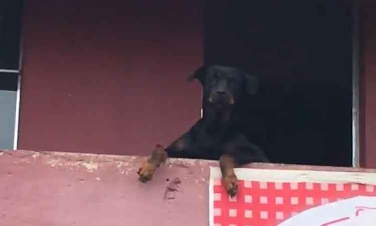 Foliões de BH cantam para cachorro na janela e vídeo bomba na internet - Reprodução do facebook
