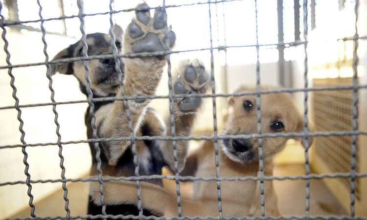 Boulevard Shopping abre as portas para os pets a partir de quinta-feira - Fabio Rodrigues Pozzebom/ABr