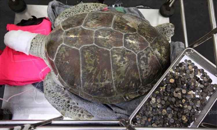 Veterinários removem 915 moedas de estômago de tartaruga marinha - Reprodução/Bangkokpost