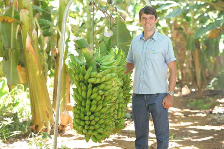 Frutas de Minas são testadas no mercado europeu - Abanorte/Divulgação