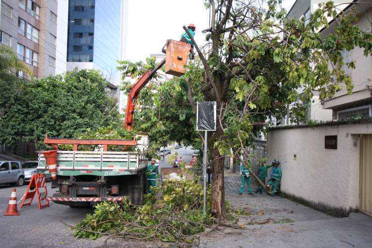 PBH já cortou quase 80 árvores infestadas por besouros metálicos -  Edesio Ferreira/EM/D.A Press.