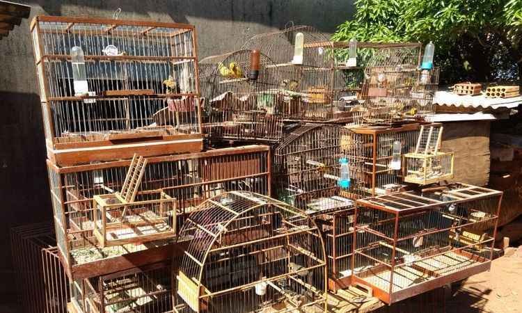 PM localiza rinha de galos em Uberlândia e 32 pássaros da fauna silvestre - PM/Divulgação