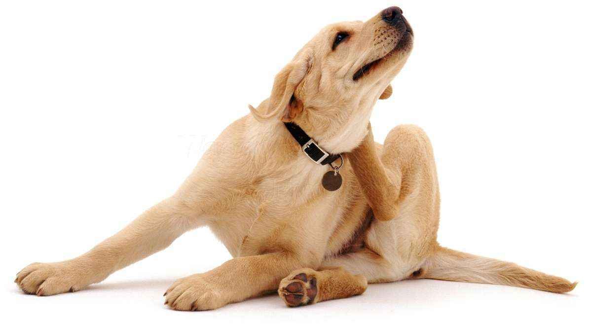 Ai que coceira! Cinco cuidados para evitar a tortura nos cães - FreeImages/Divulgação