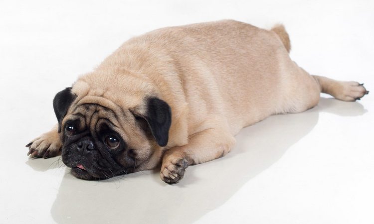 Dieta já: quando excesso de fofura dos Pets liga o sinal de alerta - PetShow/Divulgação