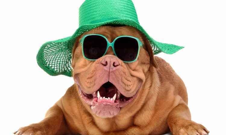 Depois da Virada Cultural, São Paulo vai promover a Virada Aunimal  - DogFashion/Divulgação
