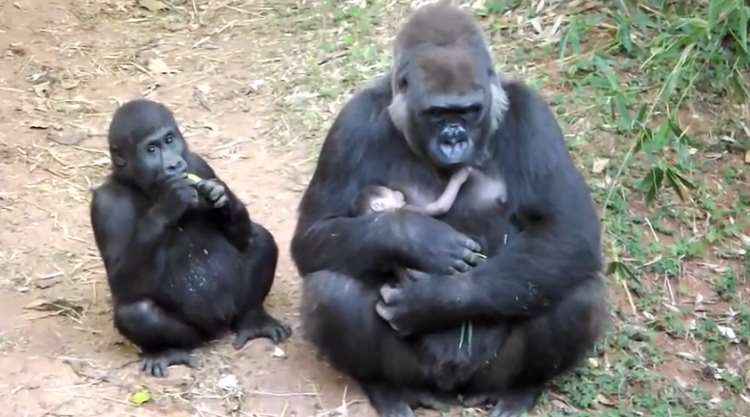Gorila Imbi dá à luz o terceiro gorila nascido em cativeiro na América Latina - Suziane Fonseca/ Fundação Zoobotânica