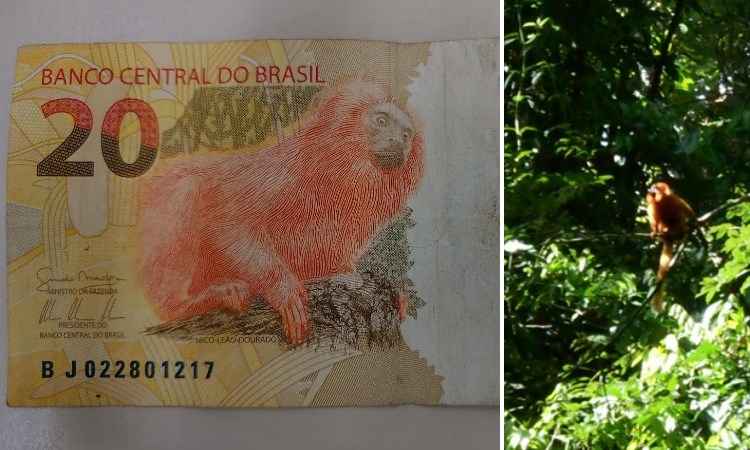 Mico-leão-dourado reaparece no Rio após mais de um século - Montagem: Benny Cohen/EM/DA Press / Fiocruz Mata Atlântica