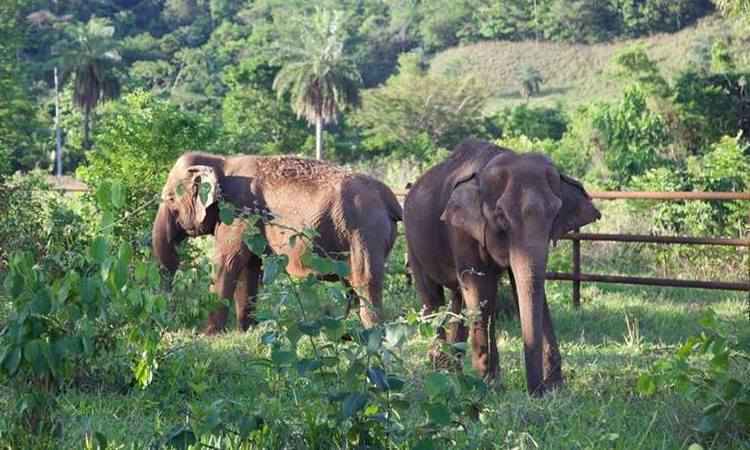 Santuário de Elefantes no Brasil vai receber animais da Argentina - Santuário de Elefantes Brasil/Divulgação 