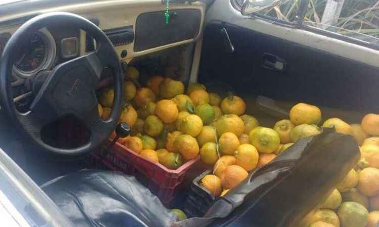 Lavrador com Fusca carregado de tangerina é preso dirigindo embriagado - PMRv/Divulgação