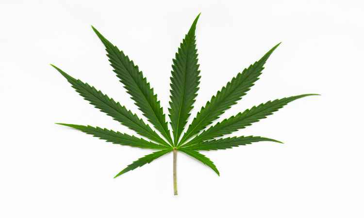 Anvisa inclui Cannabis sativa em relação de plantas medicinais - Reproducao da Internet