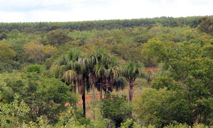 Após expedição dos EUA, Bocaiuva passa por invasão de monocultura de eucalipto - Solon Queiroz/Esp. EM/D.A Press