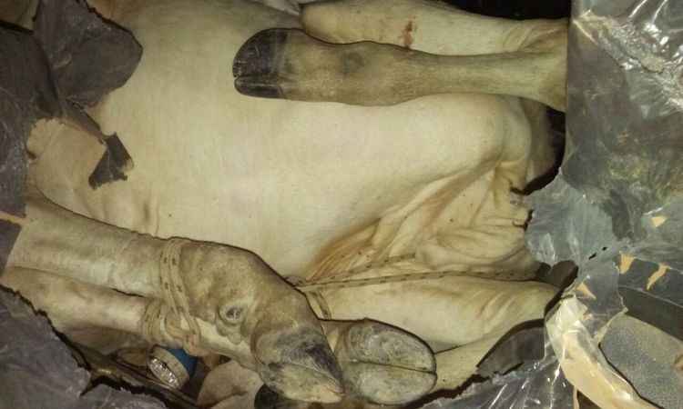 Polícia prende suspeitos de furto de gado que levavam bezerro em porta-malas de Palio - PMMG/Divulgação