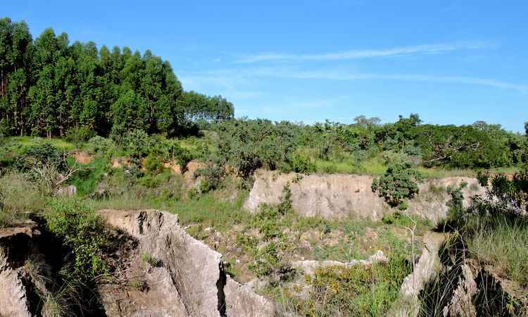 Moradores e ambientalistas sugerem medidas contra avanço do eucalipto no Norte de Minas - Eduardo Gomes/Esp.EM