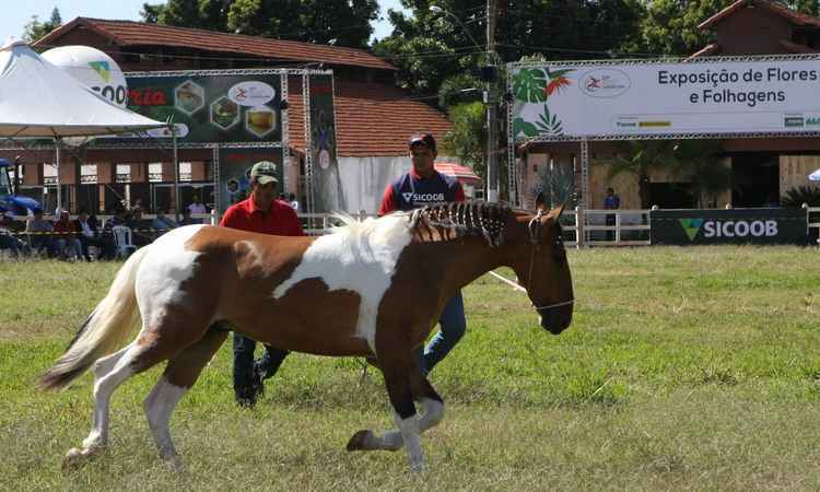 Parque da Gameleira recebe feira agropecuária de quinta a domingo - Edesio Ferreira / EM / D.A.  Press