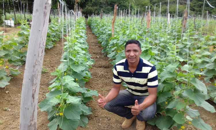 Plantio de pepino gera emprego e lucro no Norte de Minas - Wagner Borges/Divulgacao 