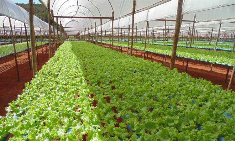 Hidroponia garante lucro no cultivo de hortaliças - Luis Ribeiro/EM/D. A Press