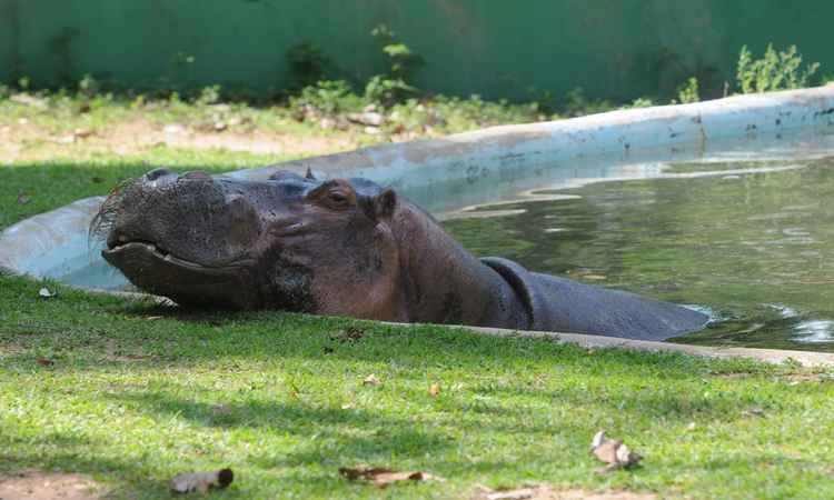 Às vésperas do início das férias, Zoológico de BH permanece com horário reduzido  - Leandro Couri/EM/D.A Press