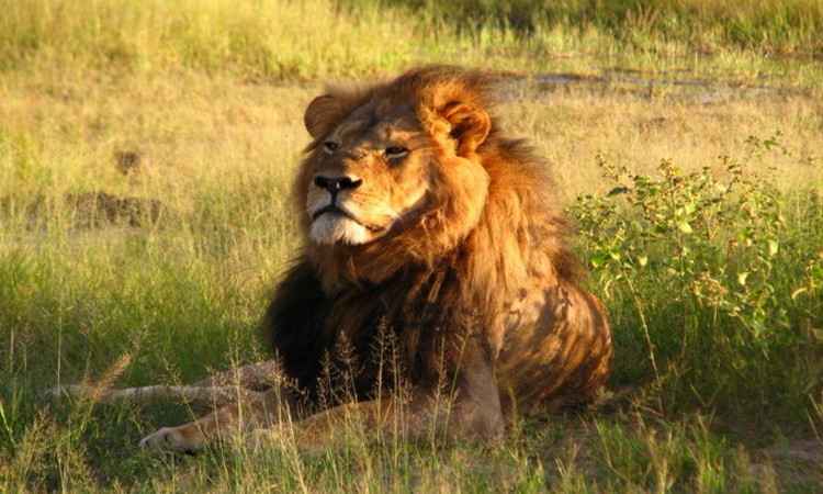Caçador de troféus mata um dos filhos do leão Cecil no Zimbábue - Divulgação / Wikimedia Commons