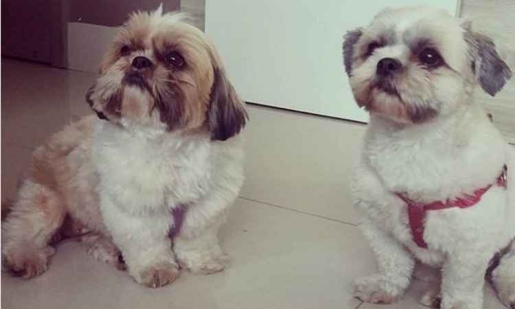 Projeto que faz com que animais deixem de ser coisa é aprovado na Câmara - Juliana Cipriani / EM / D.A. Press