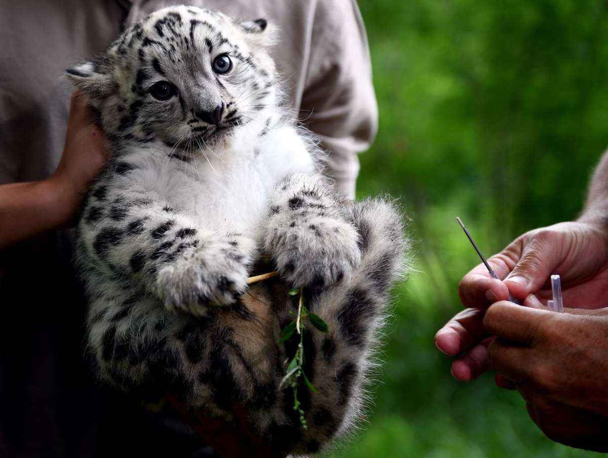 Filhote de leopardo-das-neves ainda sem nome vai ser vacinado - Britta Pedersen / dpa / AFP