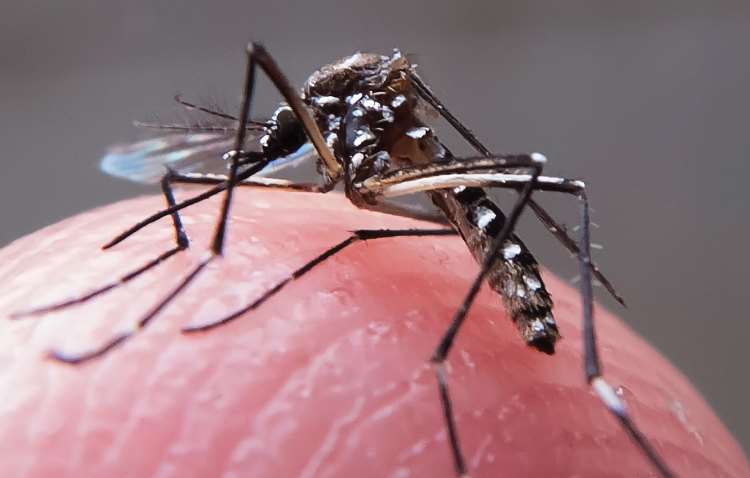 Sobe para seis o número de mortes por febre chikungunya em Minas Gerais - Rafael Neddermeyer / Fotos Publicas