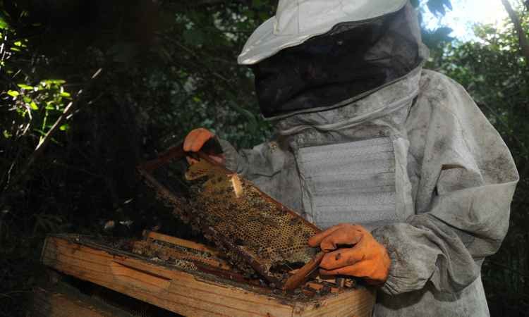 Produção de mel e própolis cresce em Minas Gerais - Leandro Couri/EM 