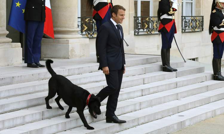 Macron adota Nemo, um labrador preto cruzado com griffon - LUDOVIC MARIN / AFP