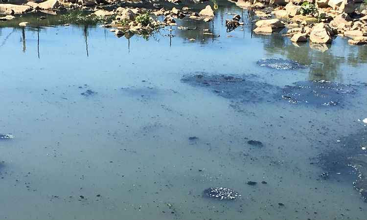 Técnicos vão monitorar a Lagoa da Pampulha por causa de contaminação  - SEMAD/Divulgação