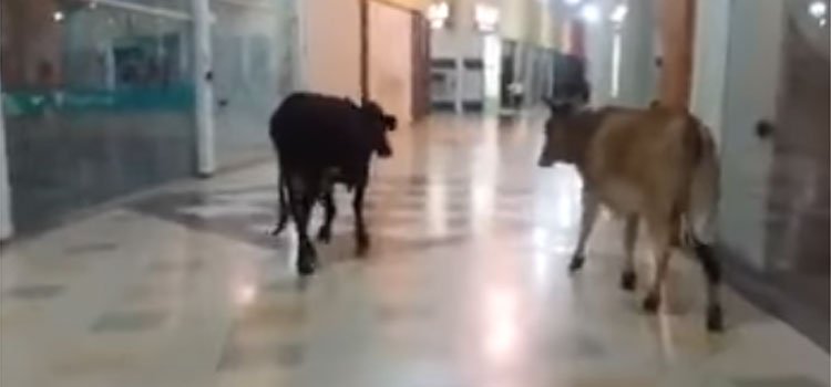 Vacas são flagradas 'passeando' em shopping no Sul de Minas - Reprodução/YouTube