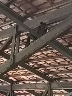 Resgate de macaco-prego em prédio do INSS mobiliza bombeiros por três horas