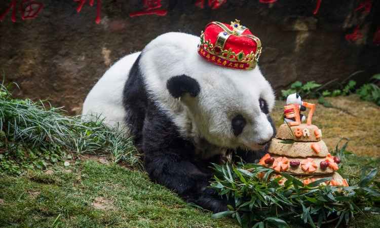 Urso panda mais velho do mundo morre na China aos 37 anos - STR / AFP